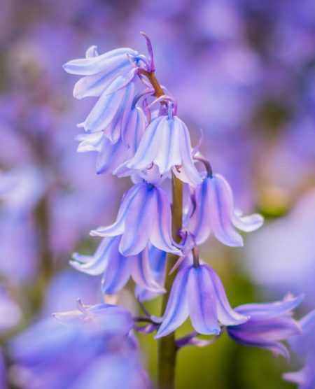 Bluebells