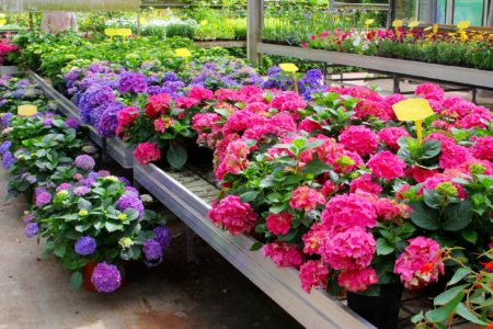 Flowers in a Greenhouse