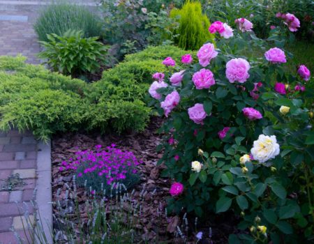 Pink Mary Rose Shrub