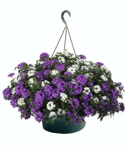 Purple Verbena Hanging Basket