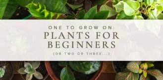 BeginnerPlants-blog